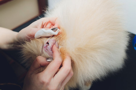 young male veterinarian examining and cleaning the dogs ears.の写真素材
