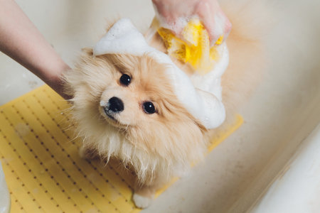 bathing the dog in the pomeranian dog hairdresser.の写真素材