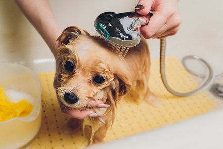 bathing the dog in the pomeranian dog hairdresser.の写真素材