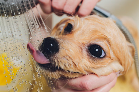 bathing the dog in the pomeranian dog hairdresser.の写真素材