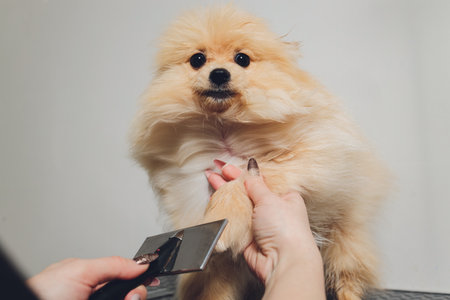 Hand doing grooming, haircut, combing wool of beautiful happy Pomeranian Spitz dog.の写真素材