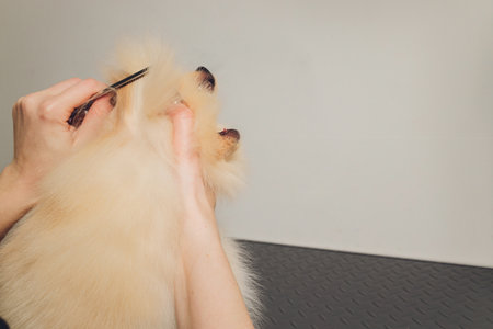 A small Pomeranian pinned its ears on top of it a hand with a pair of milling scissors.の写真素材