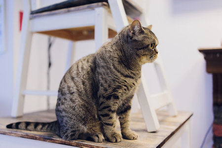 Cute tabby cat sitting on rustic wooden chair relaxing on retro in home.