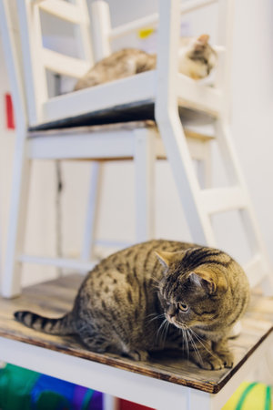 Two cats friends maine coon and calico breeds sitting below and above on top of chair looking through window in home living room.の写真素材