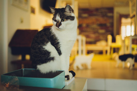 Cute tabby cat sitting on rustic wooden chair relaxing on retro in home.の写真素材