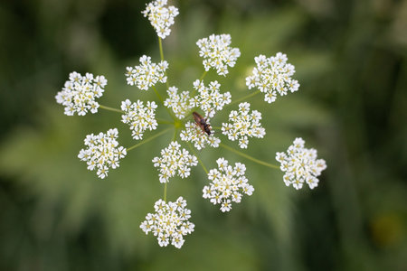 Wildflowers on Mt. Baker. A colorful carpeting of wildflowers decorates the hillside of Mt. Baker,...