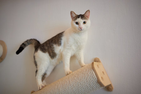 Funny domestic cat climbs up the cat pole.の写真素材