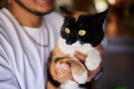 Close-up of a cat face. Portrait of a female kitten. Cat looks curious and alert. Detailed picture of a cats face.の写真素材