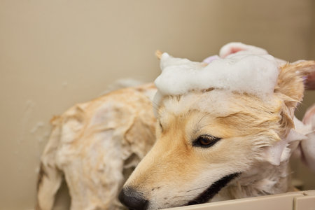 Funny portrait of a welsh corgi pembroke dog showering with shampoo. Dog taking a bubble bath in grooming salon.の写真素材
