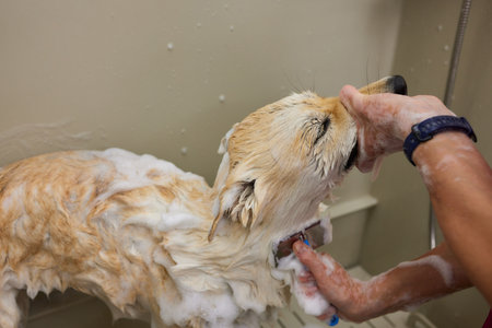 Funny portrait of a welsh corgi pembroke dog showering with shampoo. Dog taking a bubble bath in grooming salon.の写真素材