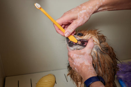 Funny portrait of a welsh corgi pembroke dog showering with shampoo. Dog taking a bubble bath in grooming salon.の写真素材