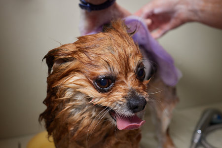Funny portrait of a welsh corgi pembroke dog showering with shampoo. Dog taking a bubble bath in grooming salon.の写真素材