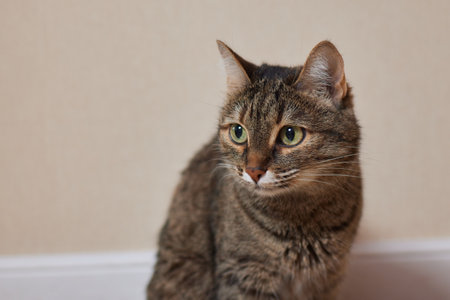 Close-up of a cat face. Portrait of a female kitten. Cat looks curious and alert. Detailed picture of a cats face.の写真素材