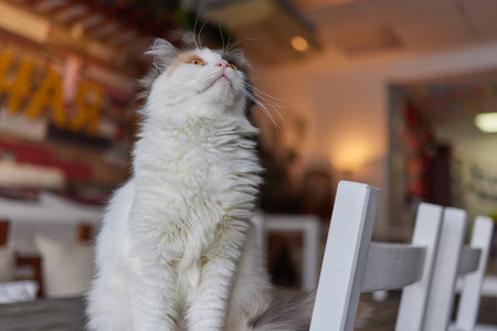 A cat is sitting on the table.の写真素材