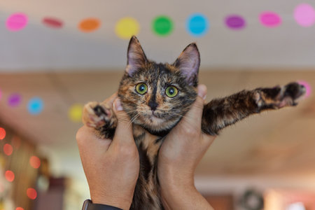 Young man in t shirt holding a cat.の写真素材