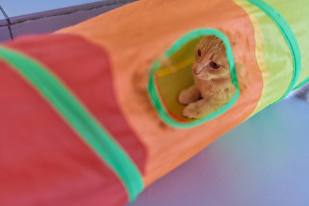 Calico Cat Framed and Alert in Cat Tunnel Toy.