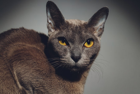 close up portrait of cute little black cat with beautiful eyes, homeless cat , details of cat face, animals portrait.の写真素材
