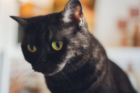 Yellow and Green Eyes of Black Cat face close up .の写真素材