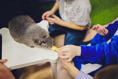 A guinea pig sits on a straw next to a manger.の写真素材
