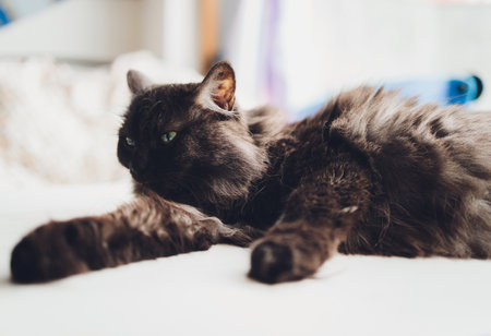 Closeup of cute domestic house cat felis catus relaxing indoor at home sitting on table.の写真素材
