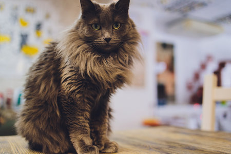 Closeup of cute domestic house cat felis catus relaxing indoor at home sitting on table.