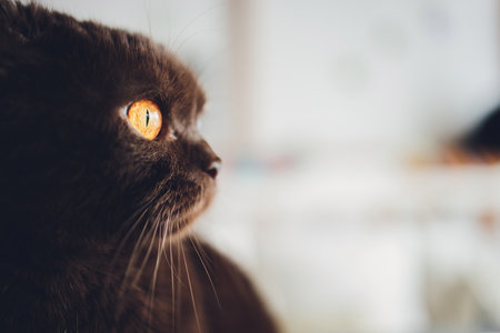 Chocolate Scottish cat with yellow eyes by the window.の写真素材