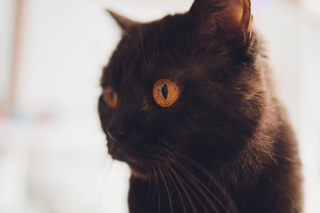 Chocolate Scottish cat with yellow eyes by the window.の写真素材