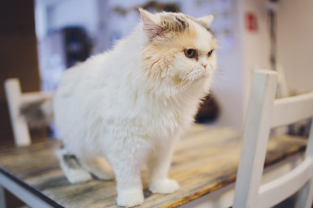 Cute tabby cat sitting on rustic wooden chair relaxing on retro in home.の写真素材