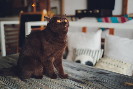 Chocolate Scottish cat with yellow eyes by the window.の写真素材
