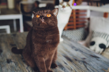 Chocolate Scottish cat with yellow eyes by the window.の写真素材