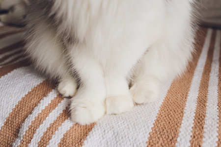Detail shot of soft Cat paws while sitting on table.の写真素材