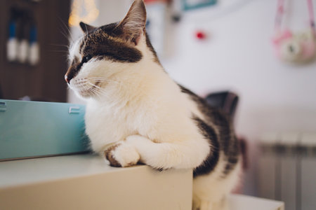 Closeup of cute domestic house cat felis catus relaxing indoor at home sitting on table.