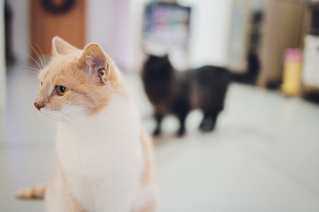 Adorable tabby cat sitting on kitchen floor staring at camera.の写真素材