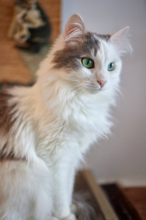 Close-up of a cat face. Portrait of a female kitten. Cat looks curious and alert. Detailed picture of a cats face.の写真素材