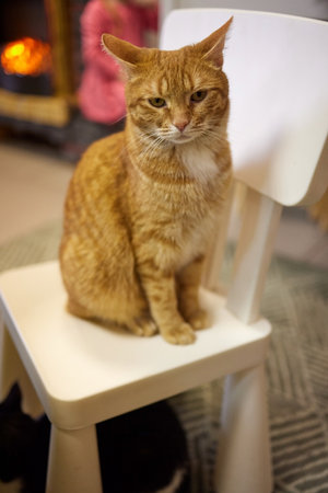 cat lying down on wooden table looking at camera.の写真素材