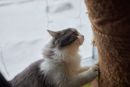 Funny domestic cat climbs up the cat pole.の写真素材