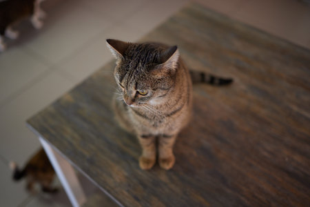 A cat is sitting on the table.
