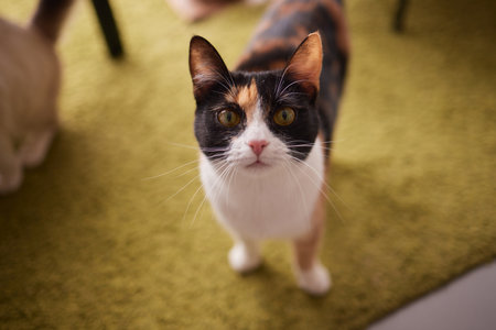 Close-up of a cat face. Portrait of a female kitten. Cat looks curious and alert. Detailed picture of a cats face.の写真素材
