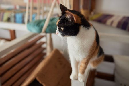 A cat is sitting on the table.の写真素材
