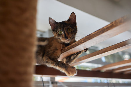 Funny domestic cat climbs up the cat pole.の写真素材