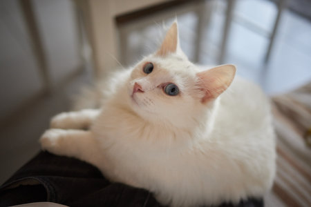 Close-up of a cat face. Portrait of a female kitten. Cat looks curious and alert. Detailed picture of a cats face.の写真素材
