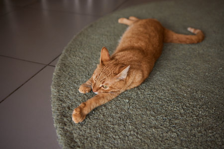 Close-up of a cat face. Portrait of a female kitten. Cat looks curious and alert. Detailed picture of a cats face.の写真素材