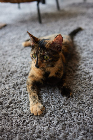 Close-up of a cat face. Portrait of a female kitten. Cat looks curious and alert. Detailed picture of a cats face.の写真素材