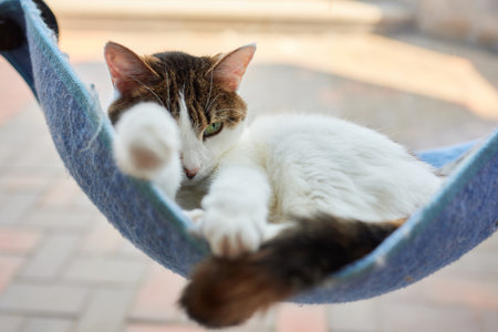 cute cat laying in wall glass mounted bed.の写真素材