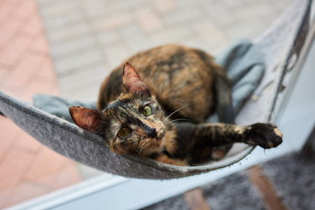 cute cat laying in wall glass mounted bed.の写真素材