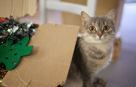 Cat in a box. A funny cat sits in a cardboard paper box.の写真素材