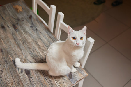 A cat is sitting on the table.の写真素材