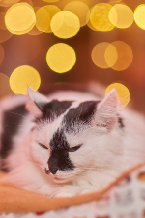 Christmas cat. Portrait striped kitten with Christmas lights garland on festive red background.の写真素材