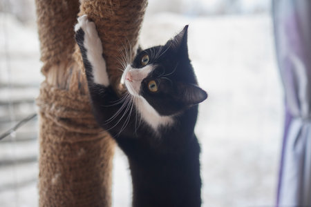 Funny domestic cat climbs up the cat pole.の写真素材