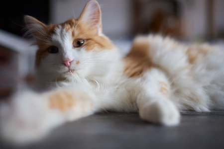 cat lying down on wooden table looking at camera.の写真素材
